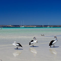 Airport_Pelicans-Island-Beach_Merendi-Y Airport_Pelicans-Island-Beach_Merendi-Y