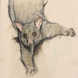 Airport Art - Merril Hansen - Possum Airport Art - Merril Hansen - Possum