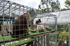 Cat Enclosure 14