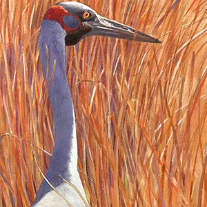 Airport Art - Nick Pike - Brolga I Airport Art - Nick Pike - Brolga I