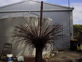 Mark Russell Grass Tree