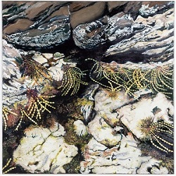 Caroline Taylor Rockpool 1