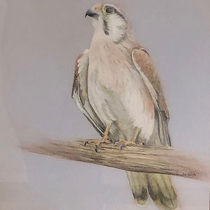 Airport Art - Pam Kent - Australian Kestral Airport Art - Pam Kent - Australian Kestral