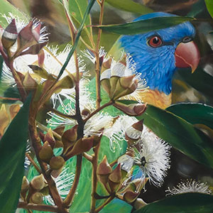 Airport Art - Kathy O'Brien - KI Lorikeet In Gum Blossum Airport Art - Kathy O'Brien - KI Lorikeet In Gum Blossum
