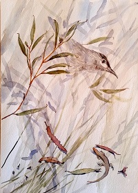 Prue Coulls Slender Leaved Red
