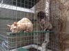 Cat Enclosure 15