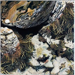 Caroline Taylor Rockpool 2